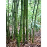 Bamboe-bamboo Phyllostachys atrovaginata - Phyllostachys congesta