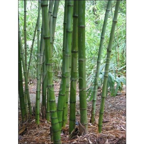 Bamboe-bamboo Phyllostachys atrovaginata - Phyllostachys congesta