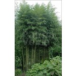 Bamboe-bamboo Phyllostachys atrovaginata - Phyllostachys congesta