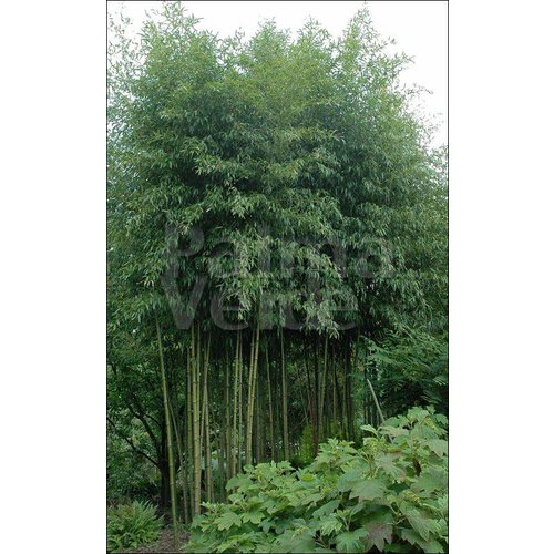 Bamboe-bamboo Phyllostachys atrovaginata - Phyllostachys congesta