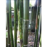 Bamboe-bamboo Phyllostachys atrovaginata - Phyllostachys congesta