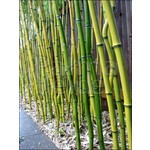 Bamboe-bamboo Phyllostachys aureosulcata