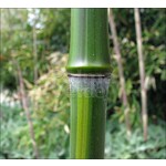 Bamboe-bamboo Phyllostachys aureosulcata