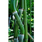 Bamboe-bamboo Phyllostachys aureosulcata