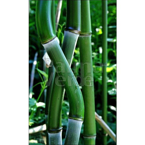 Bamboe-bamboo Phyllostachys aureosulcata