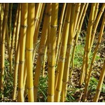 Bamboe-bamboo Phyllostachys aureosulcata Aureocaulis