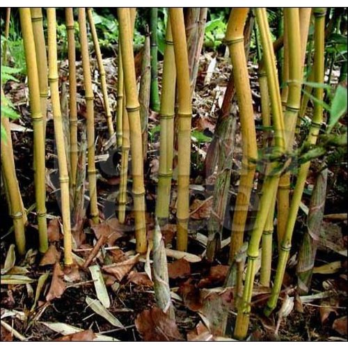 Bamboe-bamboo Phyllostachys aureosulcata Aureocaulis