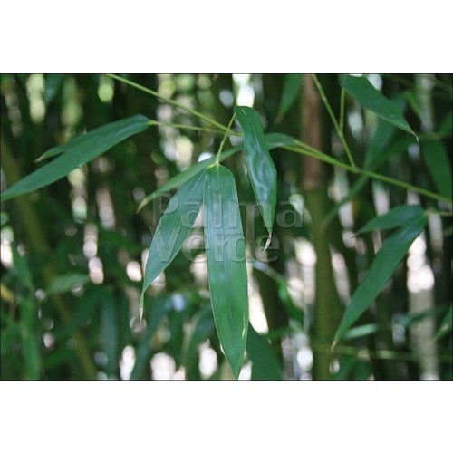 Bamboe-bamboo Phyllostachys bissetii