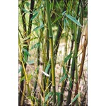 Bamboe-bamboo Phyllostachys humilis