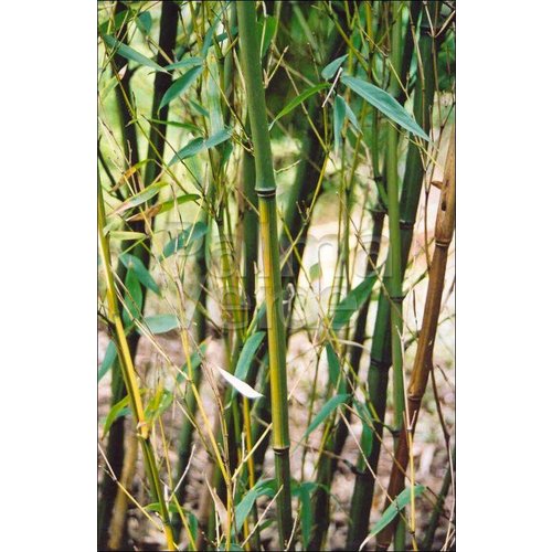 Bamboe-bamboo Phyllostachys humilis