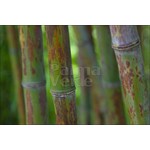 Bamboe-bamboo Phyllostachys nigra Boryana