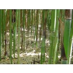 Bamboe-bamboo Phyllostachys nigra Henonis