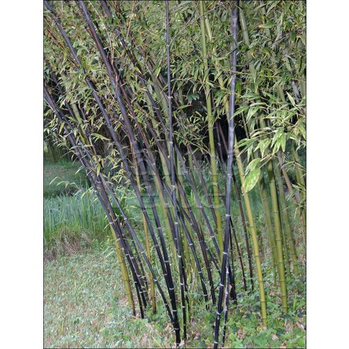 Bamboe-bamboo Phyllostachys nigra Punctata - Zwarte bamboe