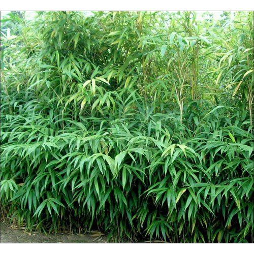 Bamboe-bamboo Pseudosasa japonica