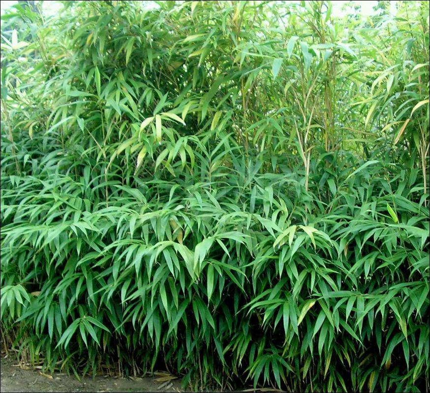 emmer Vergissing paneel Pseudosasa japonica - Palma Verde Exoten V.O.F.