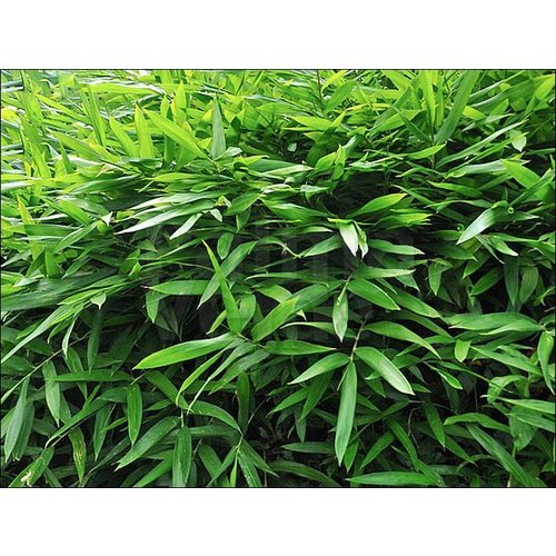 Bamboe-bamboo Sasaella ramosa - Pleioblastus viridistriatus Vagans