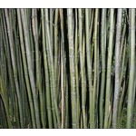 Bamboe-bamboo Semiarundinaria fastuosa