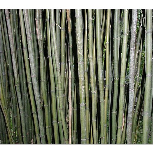 Bamboe-bamboo Semiarundinaria fastuosa