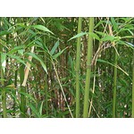 Bamboe-bamboo Semiarundinaria fastuosa Viridis