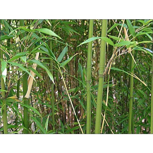Bamboe-bamboo Semiarundinaria fastuosa Viridis