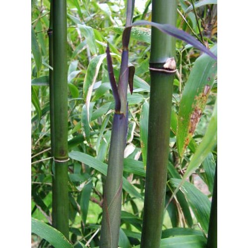 Bamboe-bamboo Semiarundinaria fastuosa Viridis