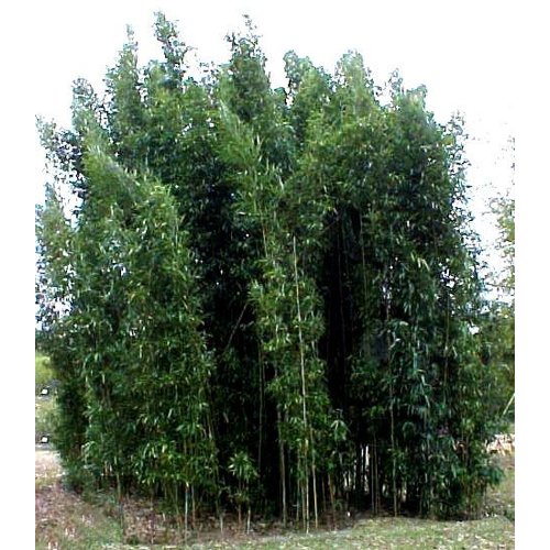 Bamboe-bamboo Semiarundinaria fastuosa Viridis