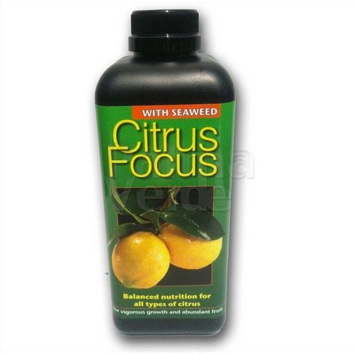 Citrus Focus