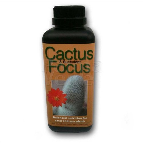 Cactus Focus