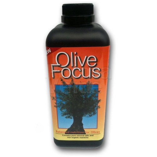 Olive Focus
