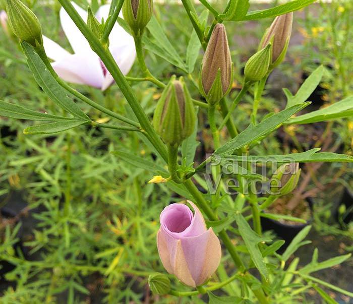 Alyogyne Delightfully Palma Verde Exoten V.O.F.