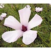 Bloemen-flowers Alyogyne Delightfully - Australian Hibiscus