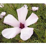 Bloemen-flowers Alyogyne Delightfully