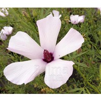 Bloemen-flowers Alyogyne Delightfully - Australische Hibiscus