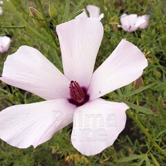 Bloemen-flowers Alyogyne Delightfully