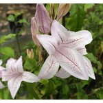 Bloemen-flowers Mackaya bella