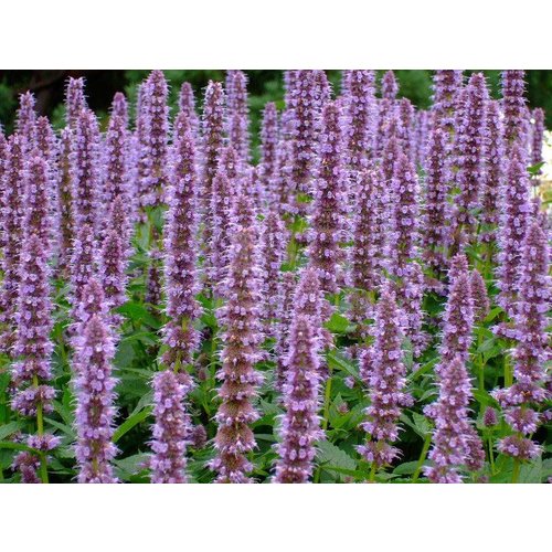 Bloemen-flowers Agastache Blue Fortune