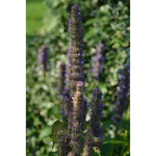 Bloemen-flowers Agastache Blue Fortune - Anijsplant - Dropplant - Anijsnetel