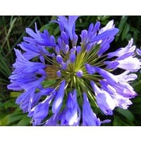 Bloemen-flowers Agapanthus africanus "Dr. Brouwer" - Afrikaanse lelie