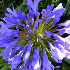 Bloemen-flowers Agapanthus africanus "Dr. Brouwer" - Afrikaanse lelie