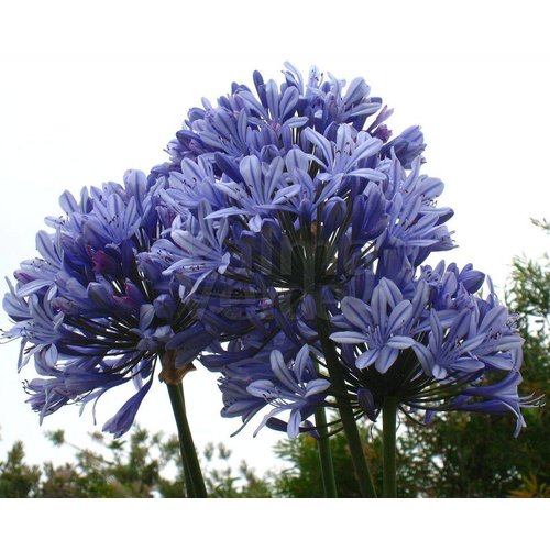 Bloemen-flowers Agapanthus africanus Dr. Brouwer