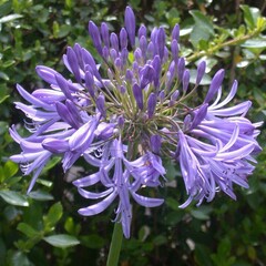 Bloemen-flowers Agapanthus praecox