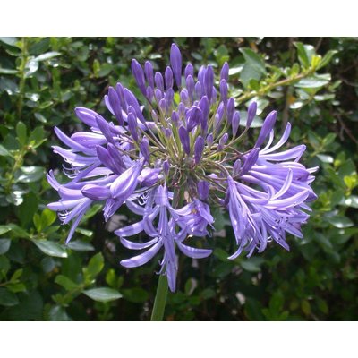 Bloemen-flowers Agapanthus praecox - Afrikaanse lelie