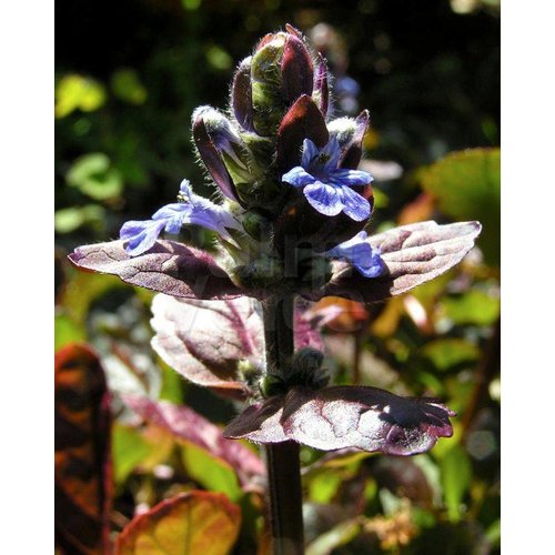 Bloemen-flowers Ajuga reptans Atropurpurea - Zennegroen