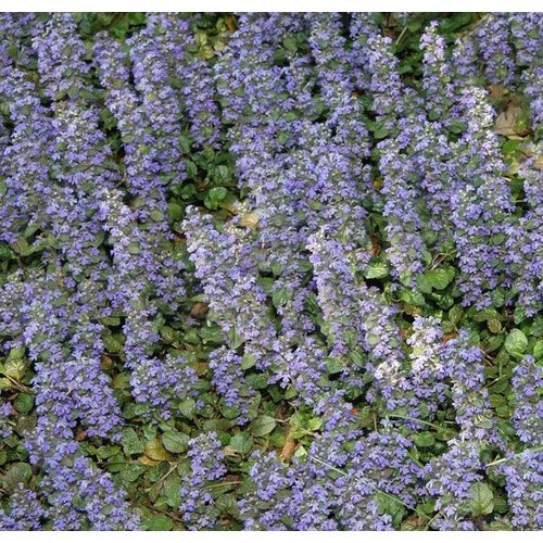 Bloemen-flowers Ajuga reptans Atropurpurea - Zennegroen