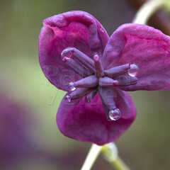 Bloemen-flowers Akebia quinata - Akébie à cinq feuilles