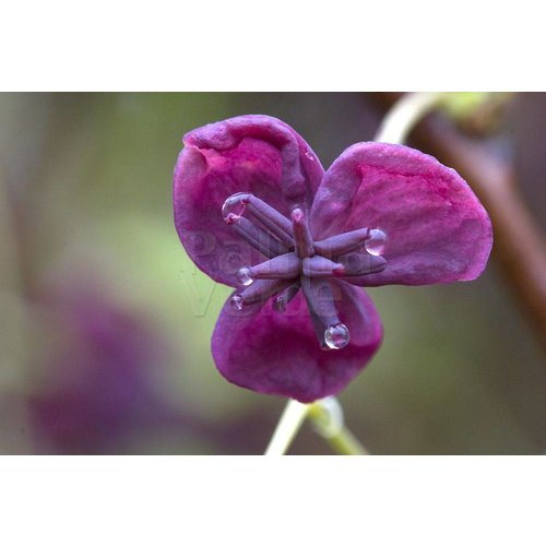 Bloemen-flowers Akebia quinata