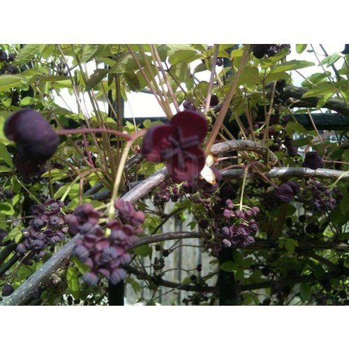 Bloemen-flowers Akebia quinata