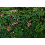 Bloemen-flowers Albizia julibrissin - Acacia de Constantinople