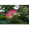 Bloemen-flowers Albizia julibrissin - Perzische Slaapboom - Zijdeboom