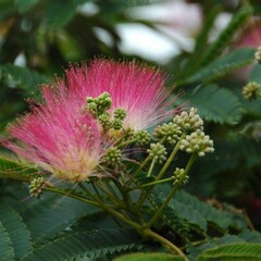 Bloemen-flowers Albizia julibrissin - Persian silk tree